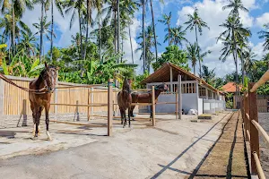 Horse Bali image