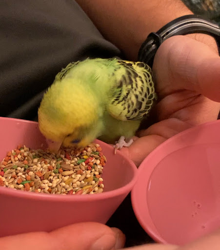 Pet Supply Store «PetSmart», reviews and photos, 1700 Fruitville Pike, Lancaster, PA 17601, USA