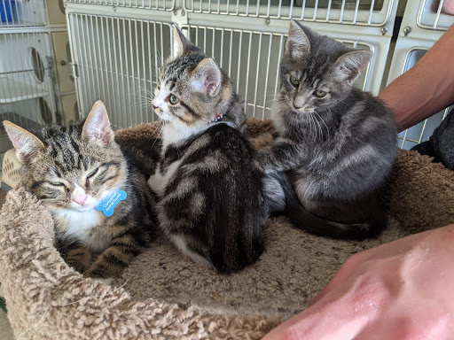 Thrift Store «Companion Animal Foundation», reviews and photos, 88 Sunnybrae Center, Arcata, CA 95521, USA