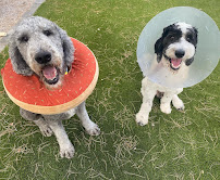 Paws4Jager - Photo 6 - Car repair in , Las Vegas