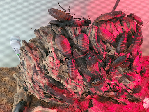 Science Academy «The Living Arts & Science Center», reviews and photos, 362 N Martin Luther King Blvd, Lexington, KY 40508, USA