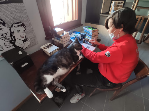 Pensioni per cani e dog hotel a Quattro Gatti