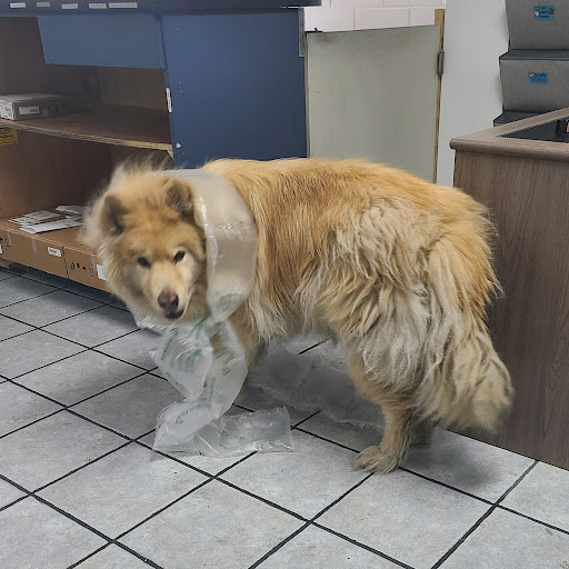 Courier Service «Your Courier Service LLC», reviews and photos, 706 Zion Dr, Colorado Springs, CO 80910, USA