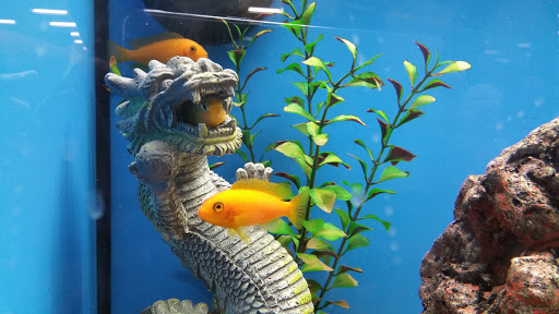 Pet Supply Store «Petco Animal Supplies», reviews and photos, 26501 Bouquet Canyon Rd, Saugus, CA 91350, USA