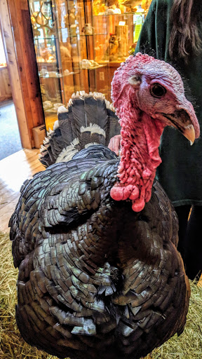 Museum «Harry C Barnes Memorial Nature Center», reviews and photos, 175 Shrub Rd, Bristol, CT 06010, USA