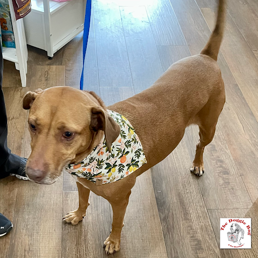 Pet Supply Store «The Doggie Bag A Pet Boutique», reviews and photos, 1745 E Edgewood Dr, Lakeland, FL 33803, USA