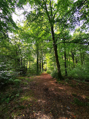 Randonnée "Les vieux Chênes" à Crécy-en-Ponthieu