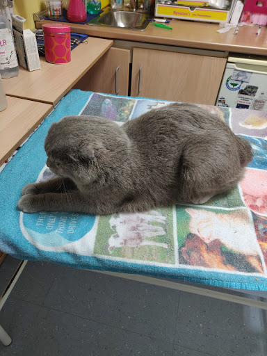 Ascao Clínica Veterinaria en Madrid