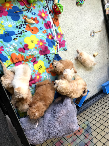 Poodle toy kennels in Perth