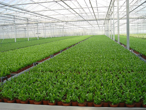 Harster Greenhouses