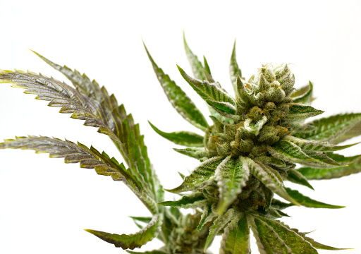 Homeopathic Pharmacy «Kind Pain Management Inc.», reviews and photos, 2636 Youngfield St, Lakewood, CO 80215, USA