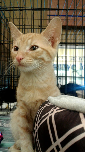 Pet Supply Store «PetSmart», reviews and photos, 5226 S College Rd, Wilmington, NC 28412, USA