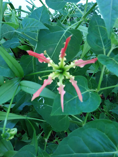 Shopping Mall «Promenade Shopping Plaza», reviews and photos, 9840 FL A1AAlt, Palm Beach Gardens, FL 33410, USA