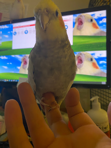 Bird Shop «Arizona Bird Store», reviews and photos, 565 S Dobson Rd, Mesa, AZ 85202, USA