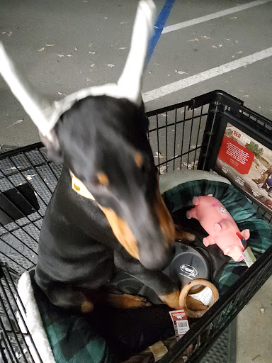 Pet Supply Store «Pet Supplies Plus», reviews and photos, 1411 S Stockton St, Lodi, CA 95240, USA