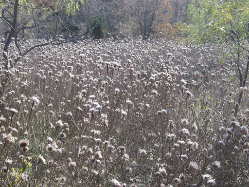 Golf Course «Prairie Lakes Golf Course», reviews and photos, 3202 SE 14th St, Grand Prairie, TX 75052, USA