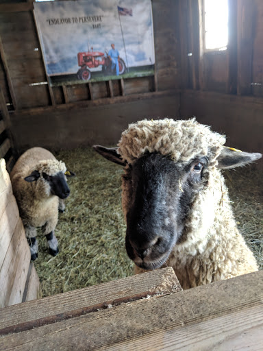 Pumpkin Patch «Barts Farm and Pumpkin Patch», reviews and photos, 7307 Alburnett Rd, Marion, IA 52302, USA