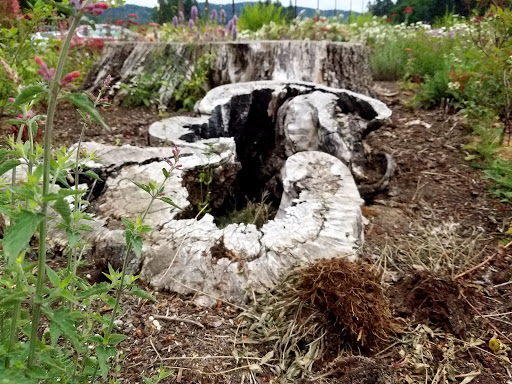 Golf Course «Chehalem Glenn Golf Course», reviews and photos, 4501 E Fernwood Rd, Newberg, OR 97132, USA