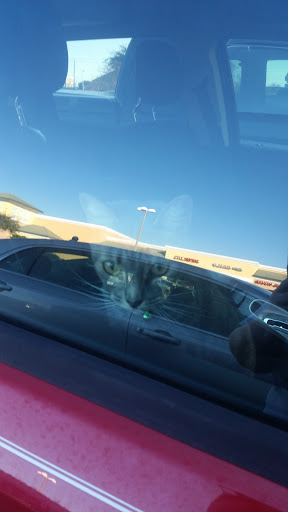 Pet Store «Pet Nation Llc», reviews and photos, 1898 Andorra St, Navarre, FL 32566, USA