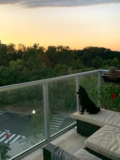 Pet Store «Just Puppies Inc», reviews and photos, 1028 York Rd, Towson, MD 21204, USA