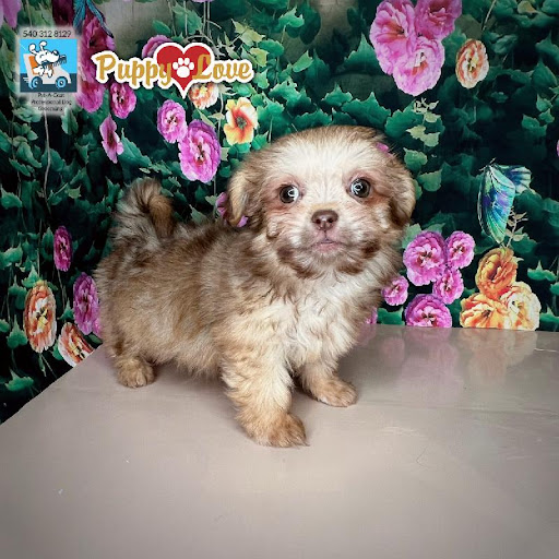 Pet Store «Puppy Love», reviews and photos, 4802 Valley View Blvd NW Uf290, Roanoke, VA 24012, USA