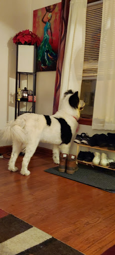 Pet Supply Store «Pet Supplies Plus», reviews and photos, 3205 W 115th St, Merrionette Park, IL 60803, USA