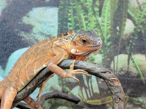 Pet Supply Store «Petco Animal Supplies», reviews and photos, 710 Franklin Ave, Franklin Square, NY 11010, USA