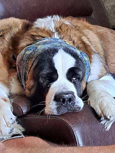 Safford Veterinary Services image