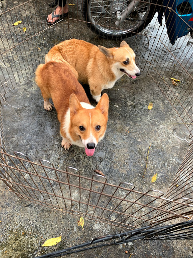 Top 20 cửa hàng pet Huyện Lương Sơn Hòa Bình 2022