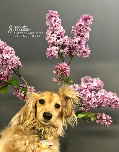 Florist «J Miller Flowers», reviews and photos, 4416 Piedmont Ave, Oakland, CA 94611, USA
