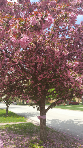 Park «Duffy Park», reviews and photos, 9200 S Millard Ave, Evergreen Park, IL 60805, USA