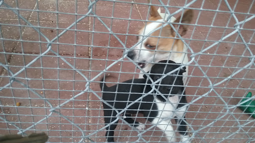 Animal Protection Organization «Humane Society of Dallas County/Dog and Kitty City», reviews and photos