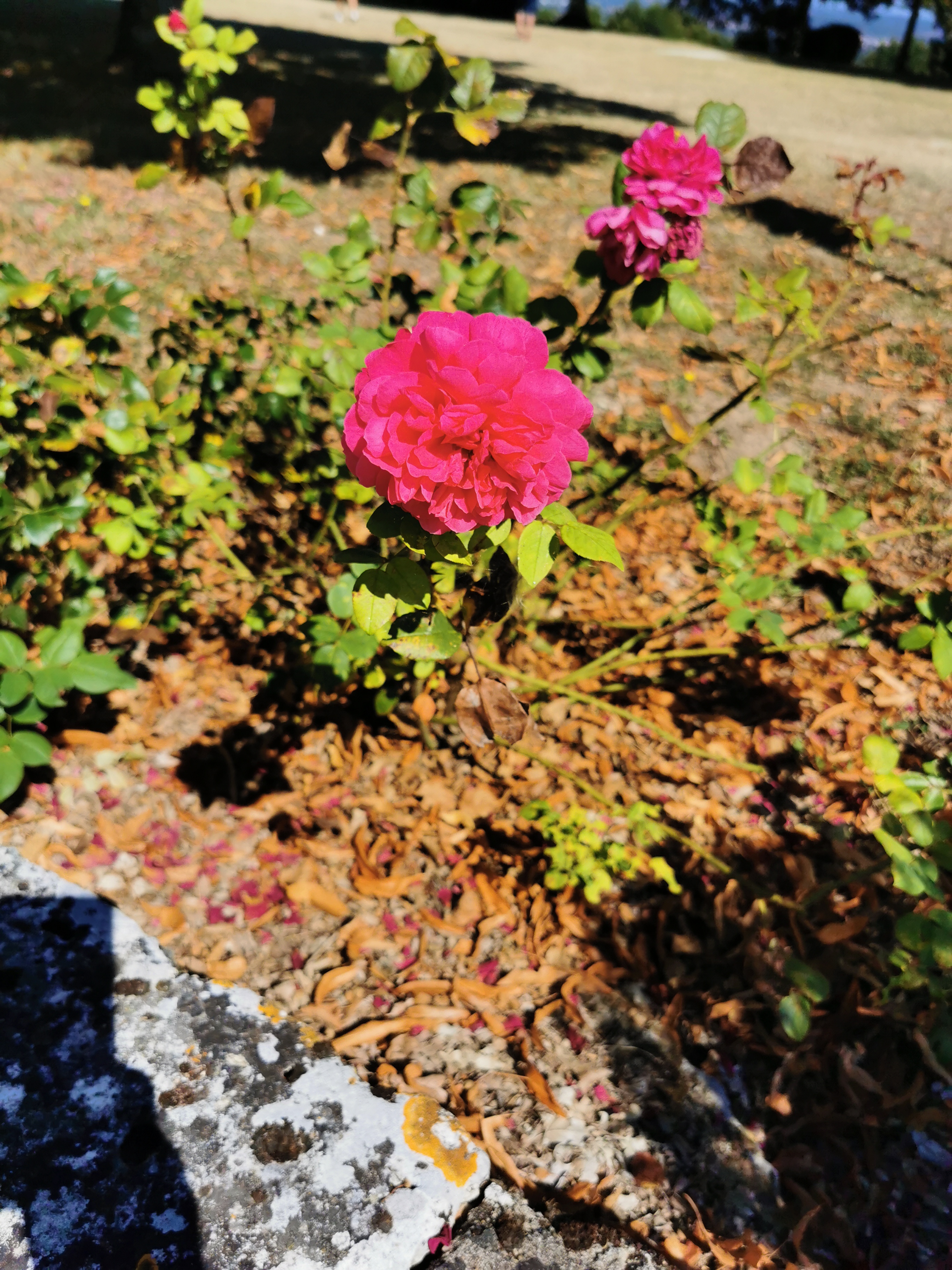 Photo n° 3 de l'avis de Hélèna.u fait le 27/08/2021 à 13:08
