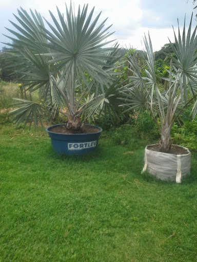 Logo da empresa - Viveiro River Palm