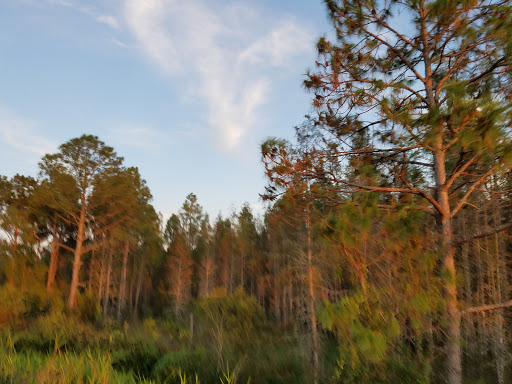 Nature Preserve «Conner Preserve», reviews and photos, 22500 FL-52, Land O Lakes, FL 34637, USA