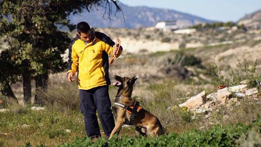 Instinto Alpha | Adiestrador Canino | Formación perros Seguridad Elche