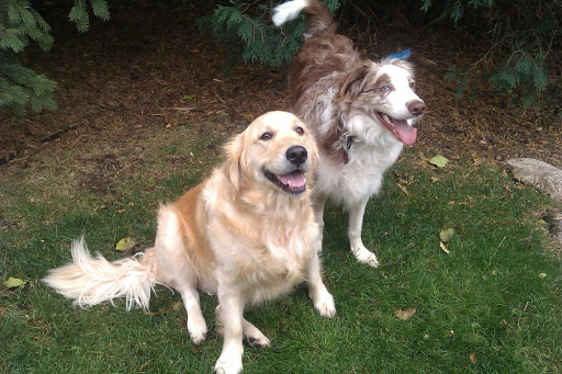 Pet Groomer «ÅSKA Pet Spa & Boutique», reviews and photos, 197 E 7th St, St Paul, MN 55101, USA