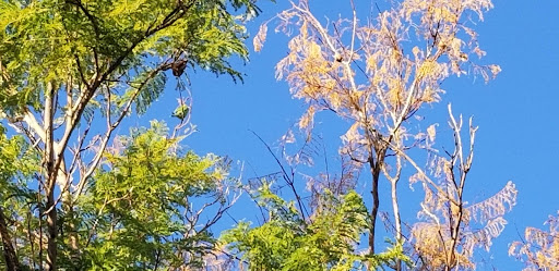 Golf Course «Encanto Golf Course», reviews and photos, 2745 N 15th Ave, Phoenix, AZ 85007, USA