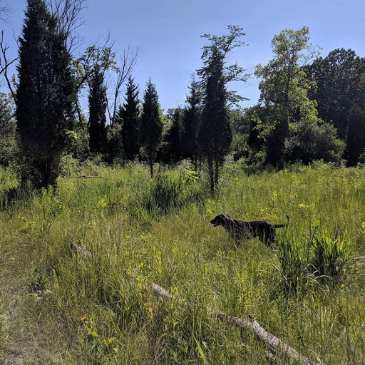 Dog Park «Beck Lake Off-Leash Dog Area», reviews and photos, 9700 Gloria Ct, Glenview, IL 60025, USA