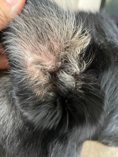 Pet Supply Store «PetSmart», reviews and photos, 3610 Rosecrans St, San Diego, CA 92110, USA