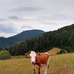 Photo n°2 de l'avis de Martin.a fait le 29/07/2022 à 14:51 sur le  Vesperstube und Berggasthof Durben à Zell