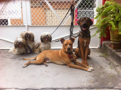 Adiestramiento Canino en Orizaba - MAGICAN