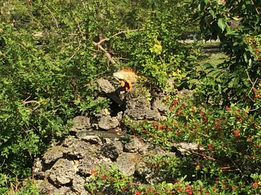 Golf Club «Miami Springs Golf & Country Club», reviews and photos, 650 Curtiss Pkwy, Miami Springs, FL 33166, USA