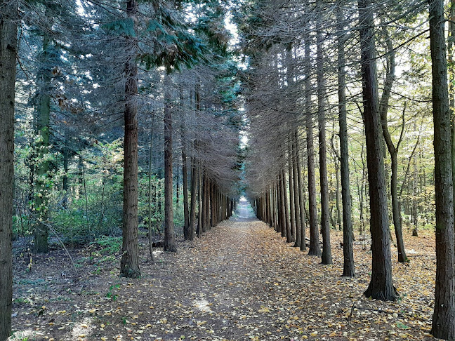 Értékelések erről a helyről: Gödöllői Erdészeti Arborétum, Gödöllő - Egyetem