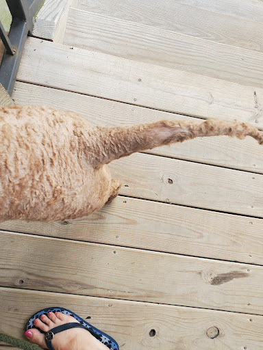 Pet Supply Store «Petco Animal Supplies», reviews and photos, 1419 Towne Square Blvd NW, Roanoke, VA 24019, USA