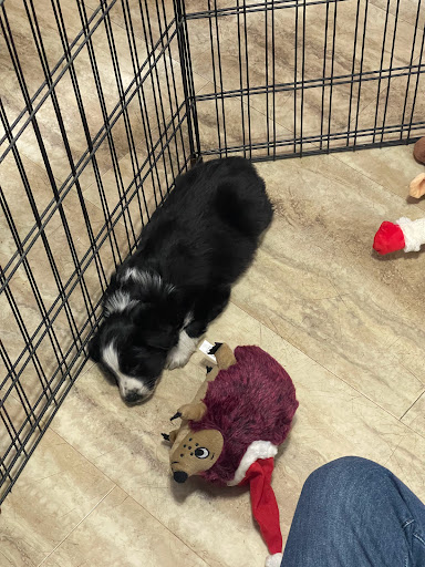 Pet Store «Animal House», reviews and photos, 7869 Hamilton Ave, Cincinnati, OH 45231, USA