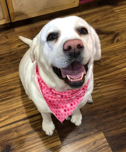 Pet Groomer «Woof Gang Bakery Rockwall», reviews and photos, 832 Steger Towne Rd, Rockwall, TX 75032, USA