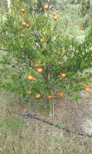 Farm «Butrico Groves Orange Grove», reviews and photos, 6065 Magnolia St, Mims, FL 32754, USA