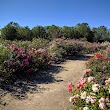 Guadalupe Gardens Heritage Rose Garden