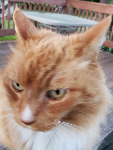 Pet Supply Store «PetSmart», reviews and photos, 8315 SW Jack Burns Blvd, Wilsonville, OR 97070, USA